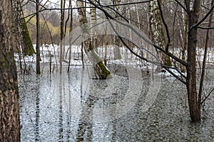 Texture of melt water in early spring forest. Green moss on tree