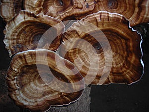 Microporus Xanthopus Mushroom