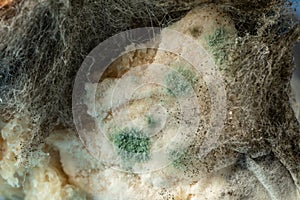 Texture of mildew on the bread. Aspergillus fumigatus mildew texture on bread bread. Organic, medical research. photo