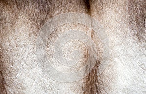 Texture of mink fur