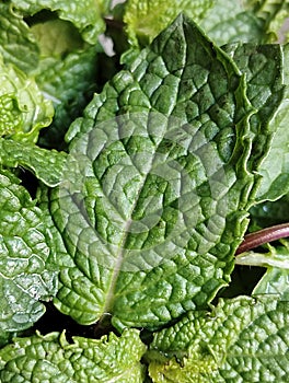 Texture Of Mint Leaves