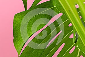 Texture of a monstera leaf close up on pink background