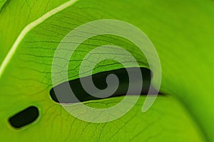 Texture of a monstera leaf close up on pink background