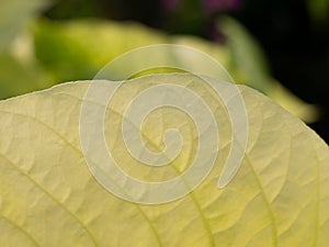 Texture of Moonlight Tree Leaf