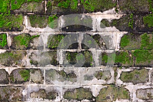 Texture mos on the concrete block wall.