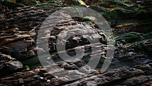 Texture and moss on a leaky rock on the beach