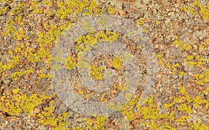 Texture of moss and lichen on the stone, background
