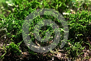 Moss macro, Hypnum cupressiforme photo