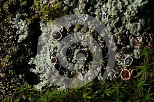 Texture moss mushroom