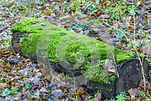 texture of moss on olg tree background