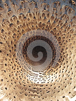 Texture of the mushroom cap, top view