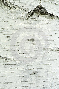 Texture of natural birch bark. White birch tree with black stripes and a knot. The structure of the tree