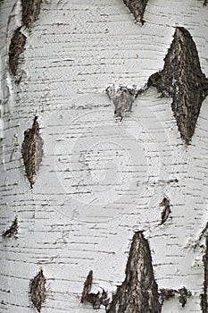 Texture of natural birch bark. White birch tree with black stripes and knots on the surface. The structure of the tree