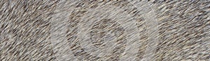 Texture of natural brown fur background