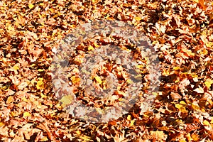 Texture, natural carpet of dry fallen autumn natural yellow oran