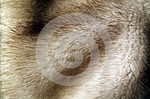 Texture natural fluffy fur wild animal mink