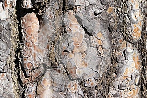 Texture natural pine bark. Fir tree of brown color close up. Background of tree bark in the
