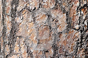Texture natural pine bark. Fir tree of brown color close up. Background tree bark in the