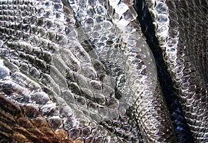 The texture of natural skin of a python, a snake.