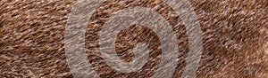 Texture of natural brown fur background