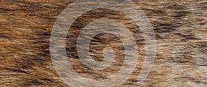 Texture of natural brown fur background