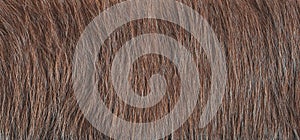 Texture of natural brown fur background