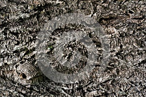 Texture of natural wood bark in close up