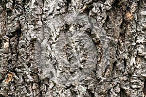 Texture of natural wood bark in close up