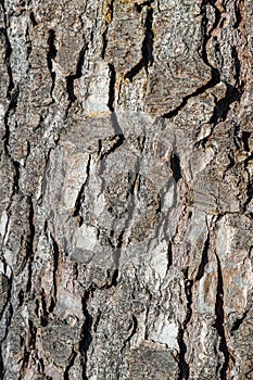 The texture of natural wood