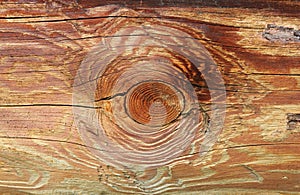 Texture of natural wood grain