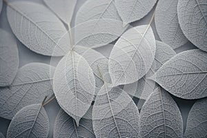 Texture nature foliage plant flora leaves green macro seasonal background closeup