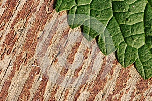 Texture of nettle leaf on wood