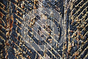 Texture of notches on the pine bark for resin extraction