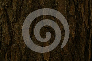 Texture of oak bark from the or oak tree as a background.