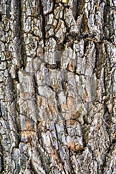 Texture of oak bark on a tree as a vertical background