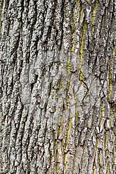 Surface of Oak bark on tree trunk, macro, background or texture