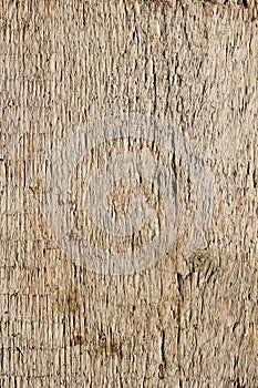 Texture of oak plank