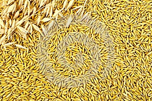 Texture from oat grains with stalks of oats