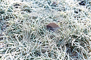 Texture og grass covered with ice