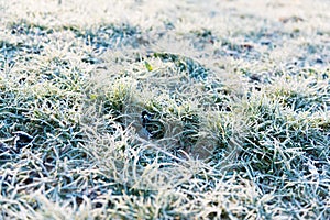 Texture og grass covered with ice