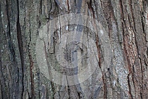 texture of old acacia tree trun