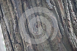 Texture of old acacia tree trun