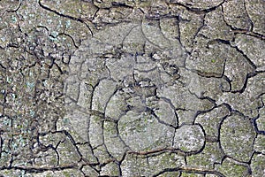 Texture of old bark on the tree
