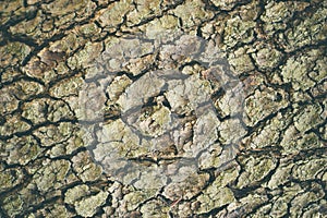 Texture of old big tree bark.