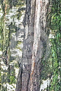 Texture of tree bark with green moss