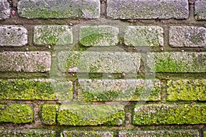 Texture of old brick wall covered moss