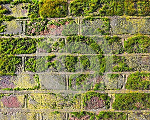 Texture of an old brick wall with moss