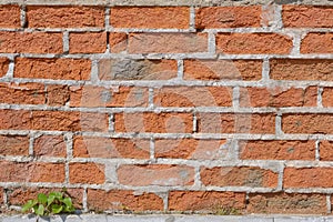 Texture of old brickwork with a sprouting tree sprout, brick wall background with grass