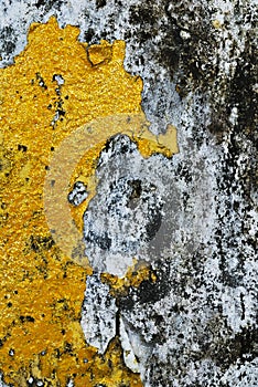 Texture of old concrete grunge wall with lichen moss mol