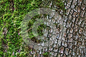 Texture of old cracked bark covered with moss